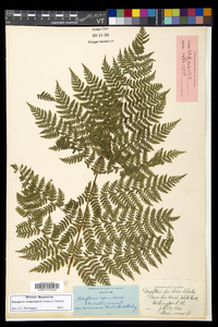 Dryopteris campyloptera image