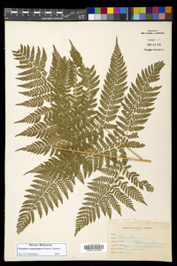 Dryopteris campyloptera image