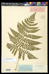 Dryopteris campyloptera image