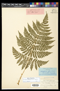 Dryopteris campyloptera image