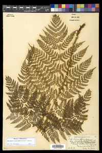 Dryopteris campyloptera image