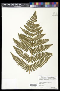 Dryopteris campyloptera image