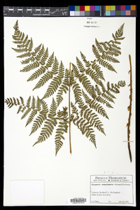 Dryopteris campyloptera image