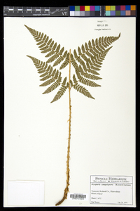 Dryopteris campyloptera image