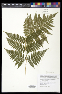 Dryopteris campyloptera image