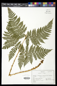 Dryopteris campyloptera image