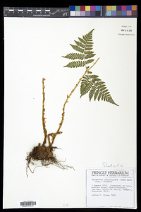 Dryopteris campyloptera image