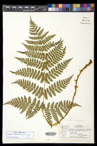 Dryopteris campyloptera image