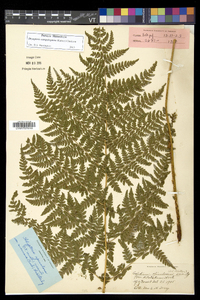 Dryopteris campyloptera image