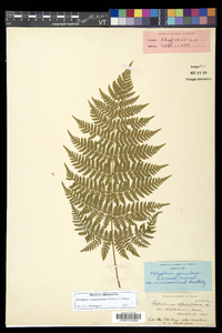 Dryopteris campyloptera image