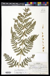 Dryopteris campyloptera image