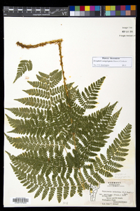 Dryopteris campyloptera image