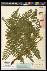 Dryopteris campyloptera image