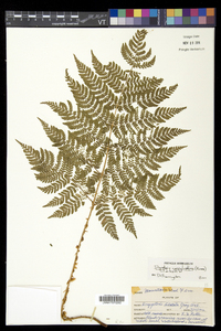 Dryopteris campyloptera image