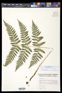 Dryopteris campyloptera image