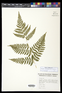 Dryopteris campyloptera image