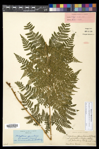 Dryopteris campyloptera image