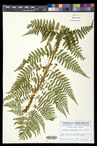 Dryopteris campyloptera image