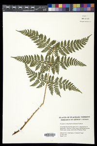 Dryopteris campyloptera image