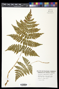 Dryopteris campyloptera image