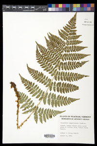 Dryopteris campyloptera image