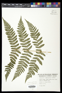 Dryopteris campyloptera image