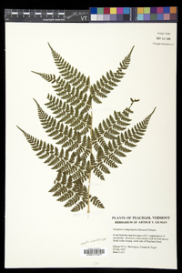 Dryopteris campyloptera image