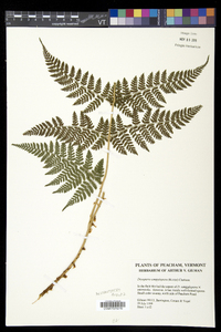 Dryopteris campyloptera image