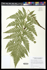 Dryopteris campyloptera image