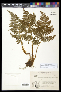 Dryopteris campyloptera image