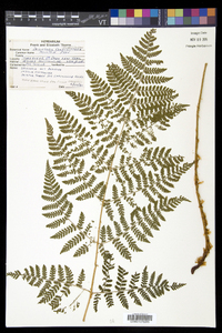 Dryopteris campyloptera image