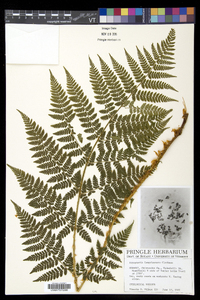 Dryopteris campyloptera image