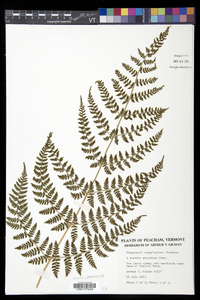 Dryopteris campyloptera image