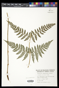 Dryopteris campyloptera image