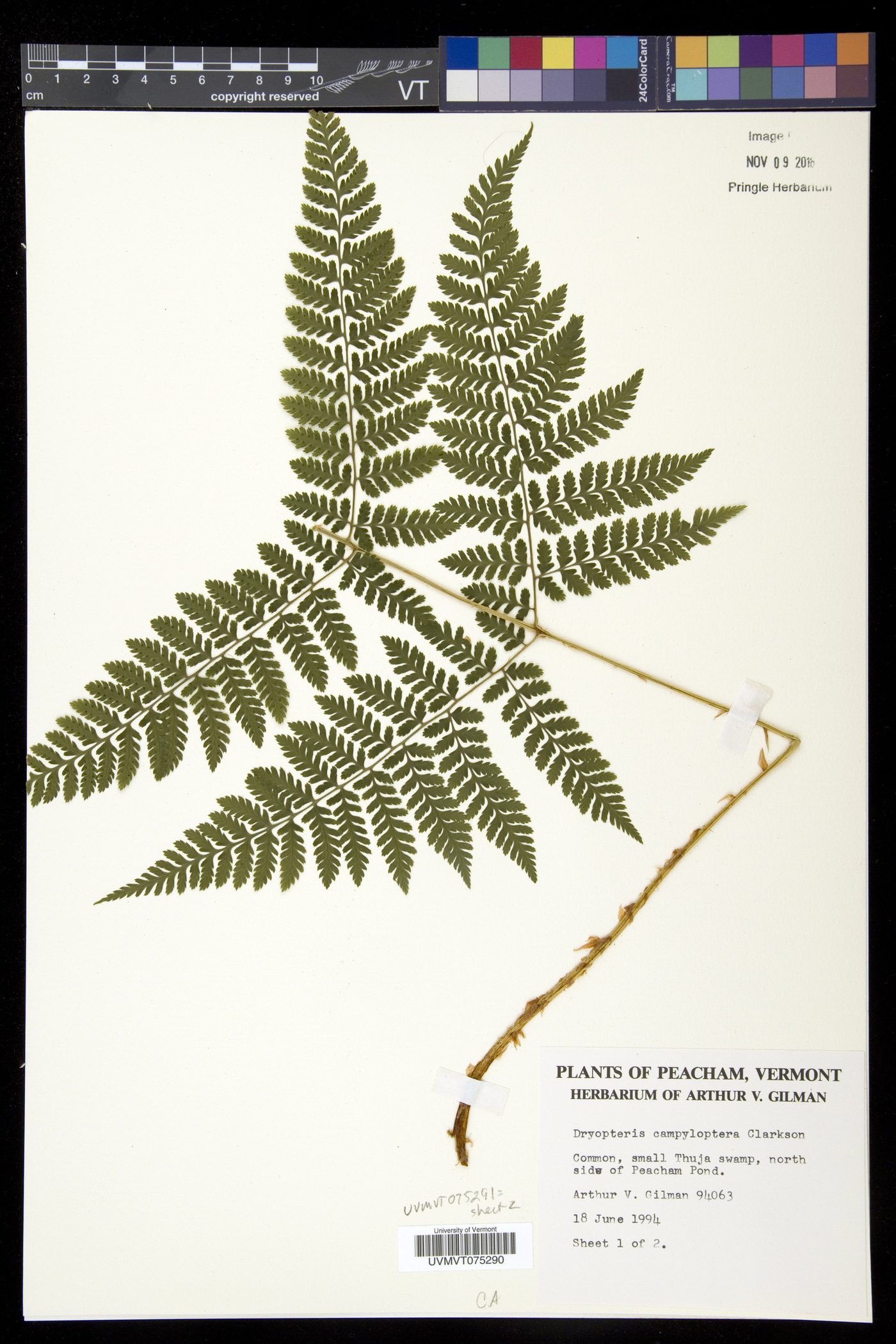 Dryopteris campyloptera image