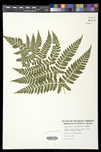 Dryopteris campyloptera image