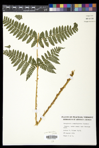 Dryopteris campyloptera image