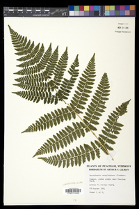 Dryopteris campyloptera image