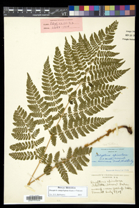 Dryopteris campyloptera image