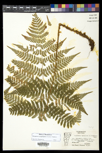 Dryopteris campyloptera image