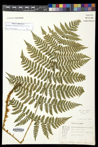 Dryopteris campyloptera image