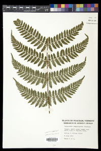 Dryopteris campyloptera image