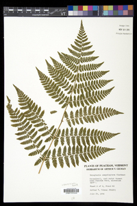 Dryopteris campyloptera image