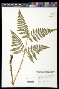 Dryopteris campyloptera image