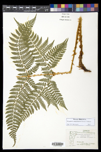 Dryopteris campyloptera image