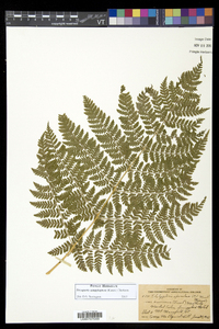 Dryopteris campyloptera image