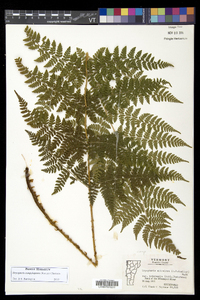 Dryopteris campyloptera image