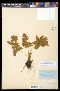 Dryopteris campyloptera image