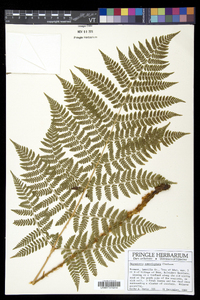 Dryopteris campyloptera image