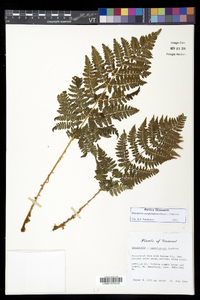 Dryopteris campyloptera image